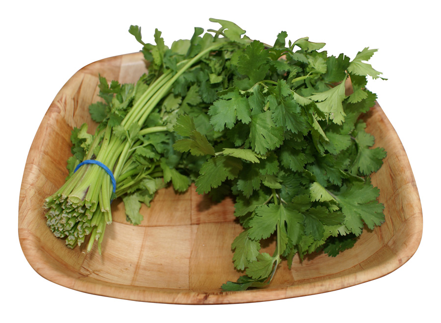 Fresh Coriander Bunch